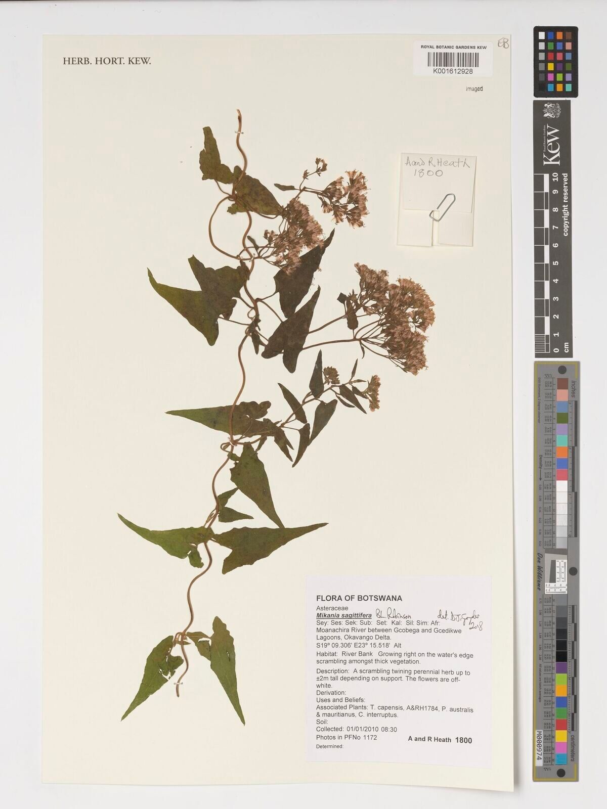 Mikania sagittifera — houseplant care guide