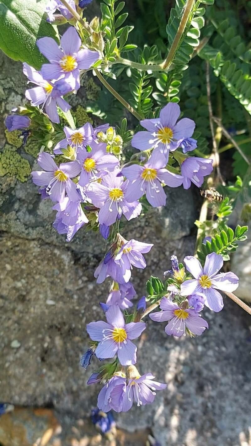 Polemonium pulcherrimum flower