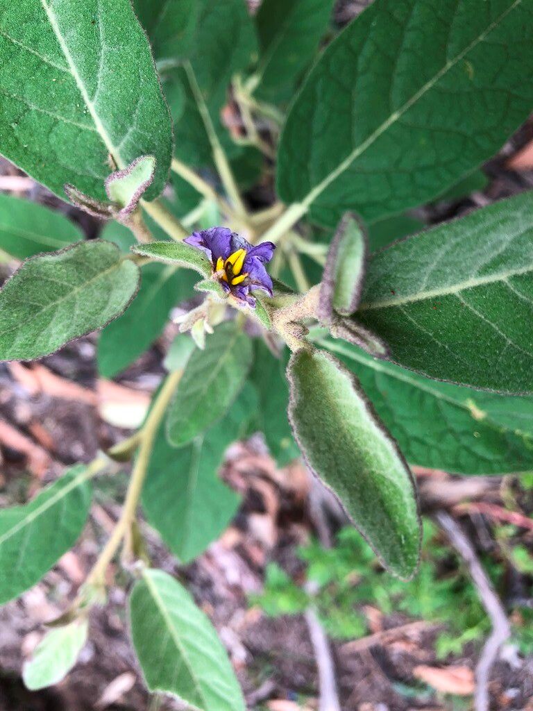 Solanum nemophilum flower