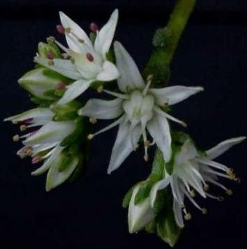 Sedum caducum flower