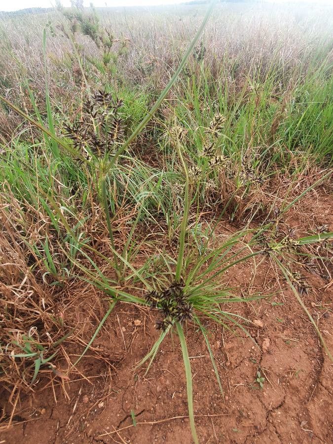 Cyperus kilimandscharicus habit