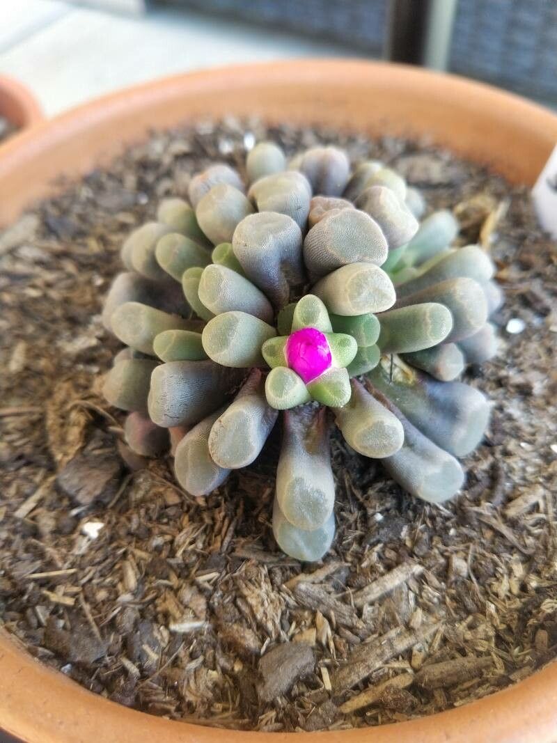 Frithia pulchra — search result for 'Aizoaceae'