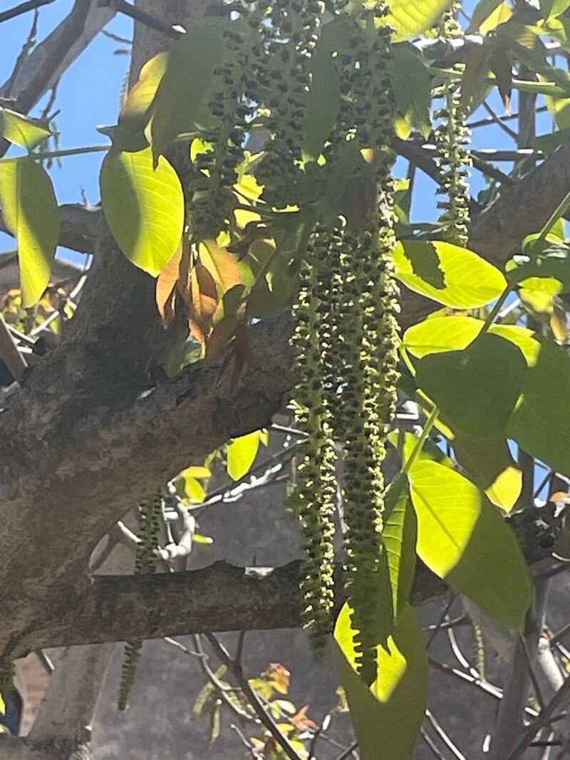 Juglans × intermedia flower