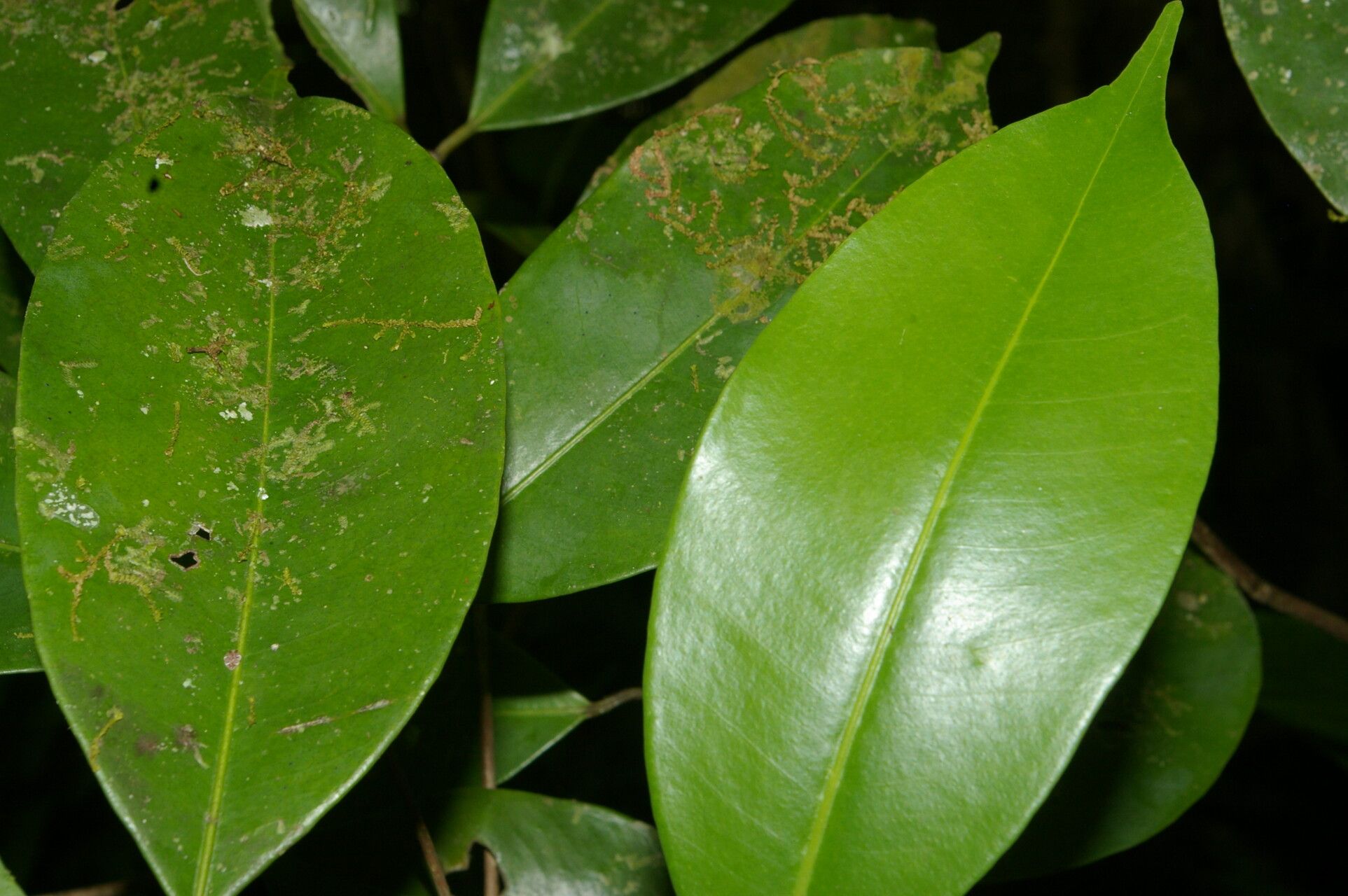 Calyptranthes chytraculia — related species from the same genus