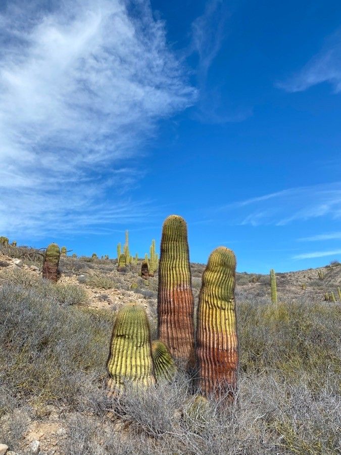 Ferocactus diguetii leaf