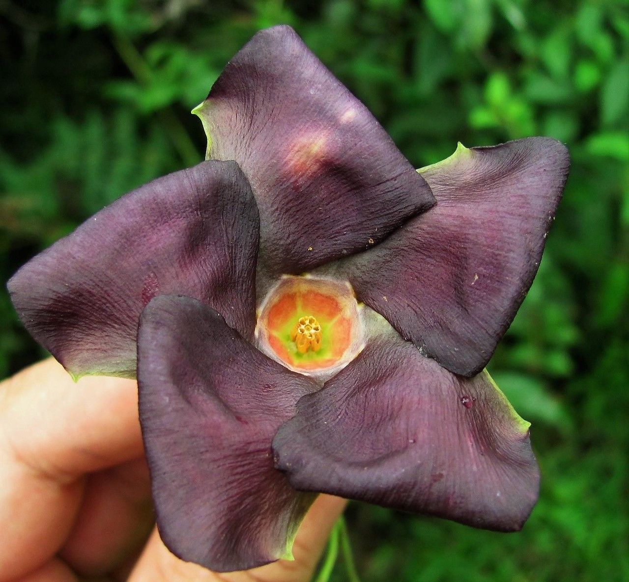Mandevilla veraguasensis flower