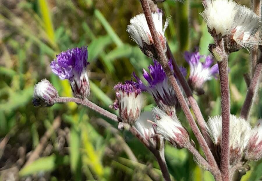 Vernonia incana flower