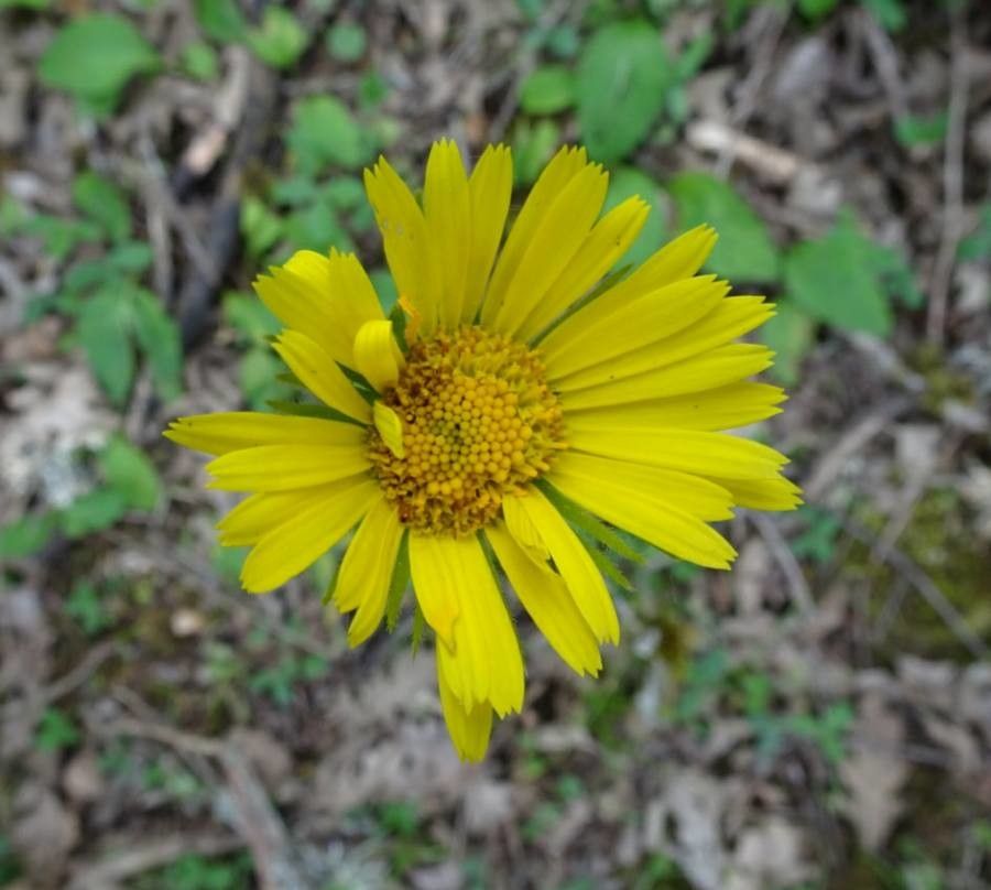 Doronicum carpetanum flower