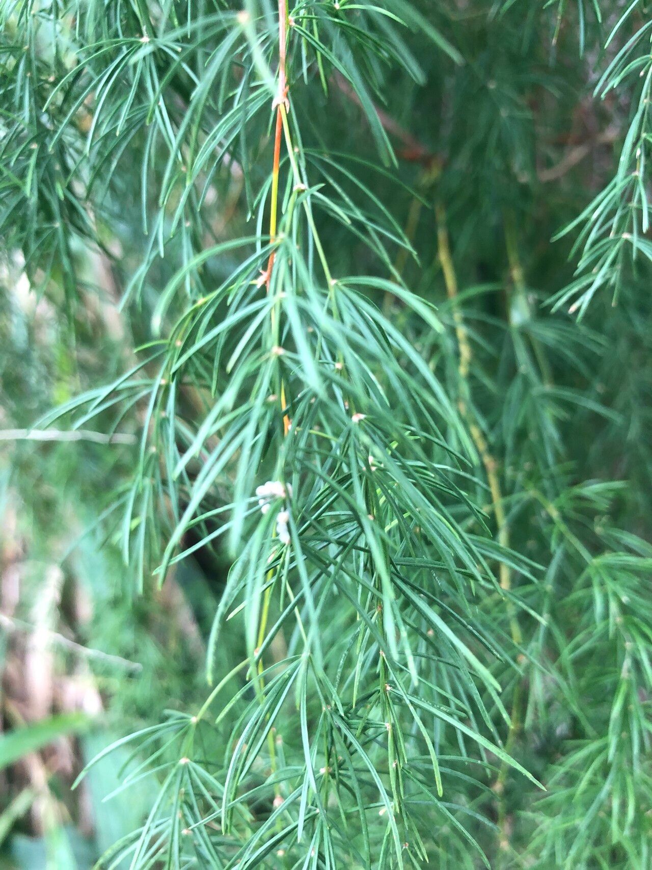 Asparagus buchananii leaf