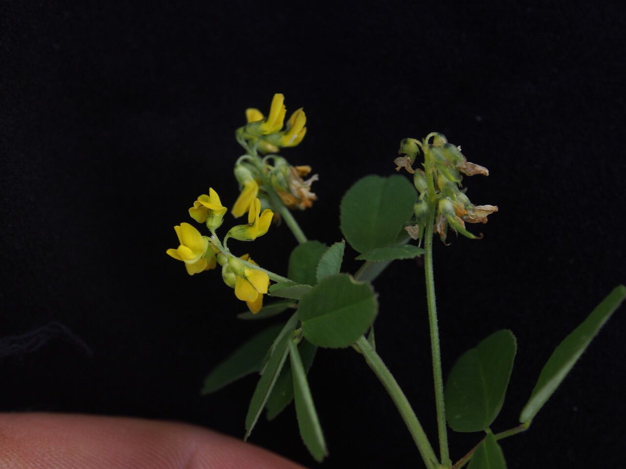 Trigonella emodi other