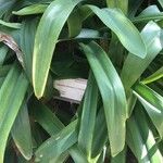 Agapanthus africanus