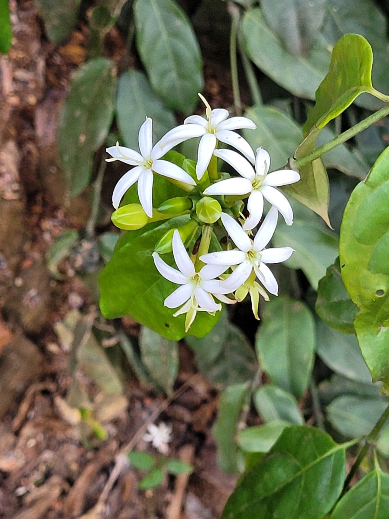 Morinda morindoides flower