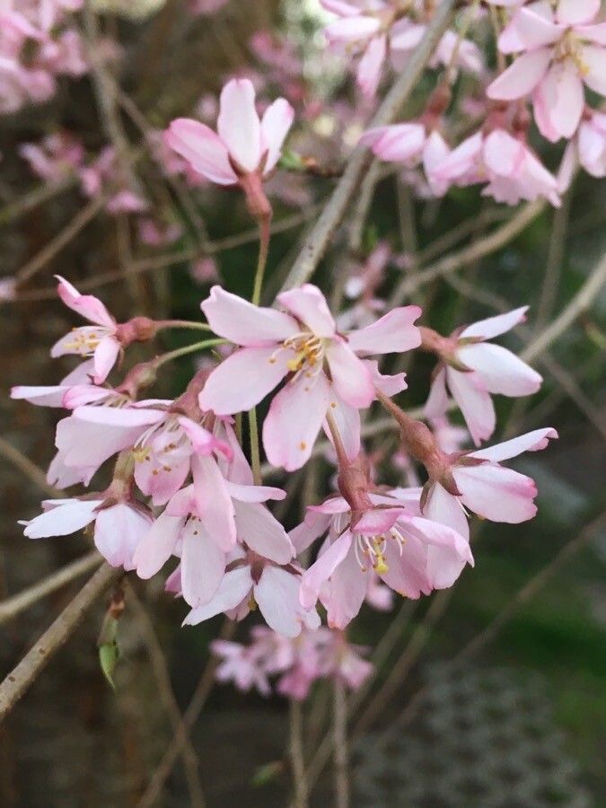 Prunus pedunculata flower