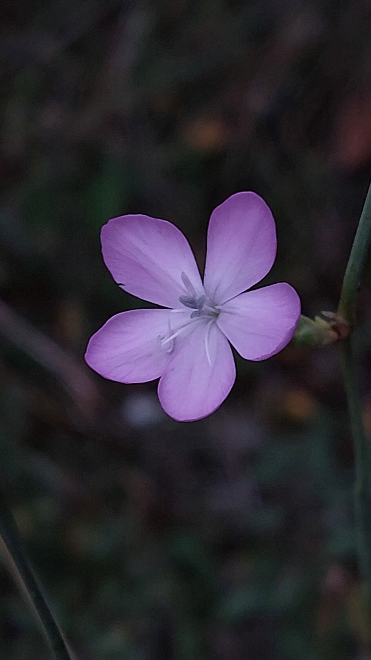 Dianthus ciliatus flower
