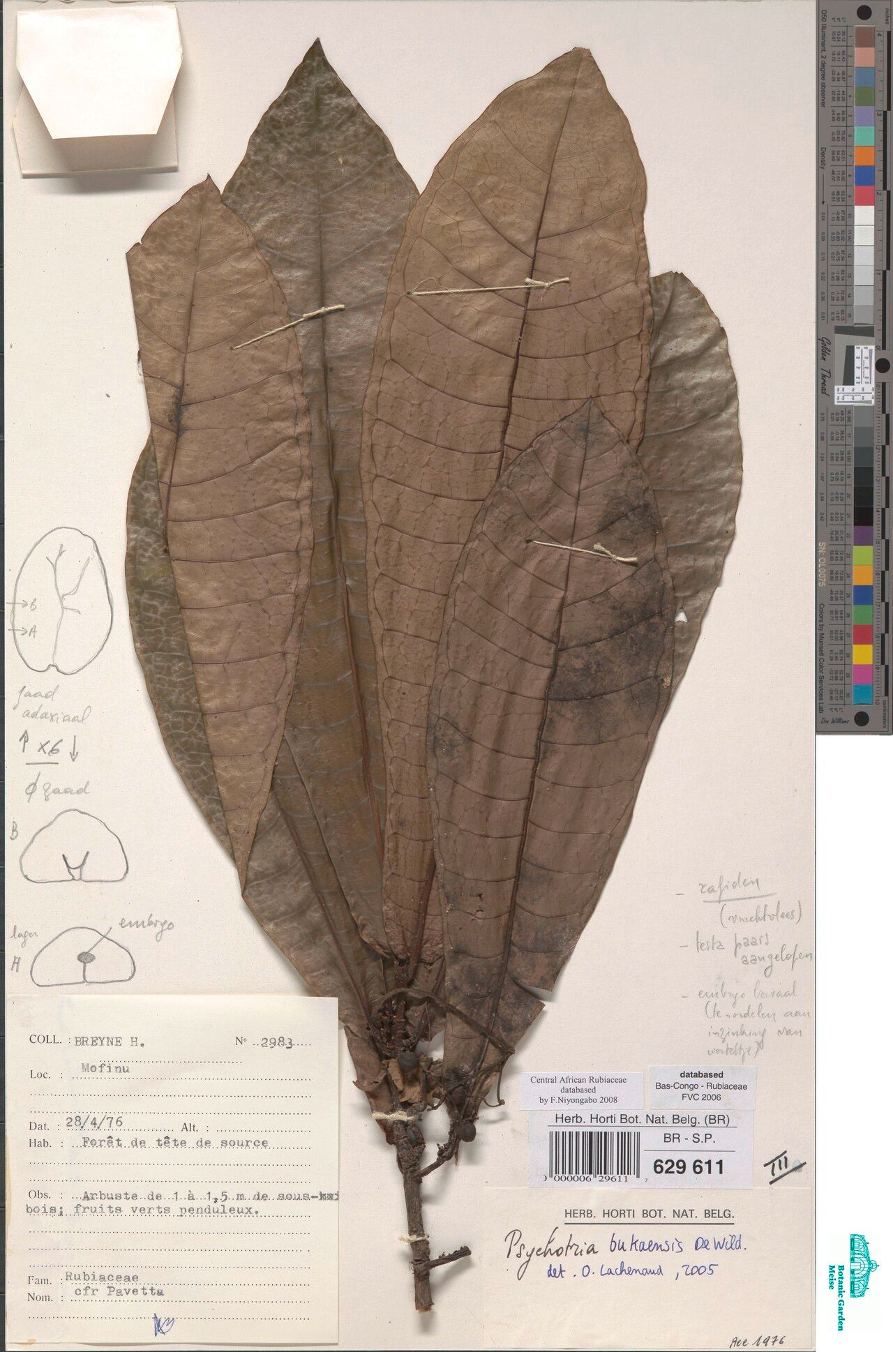 Psychotria bukaensis — houseplant care guide