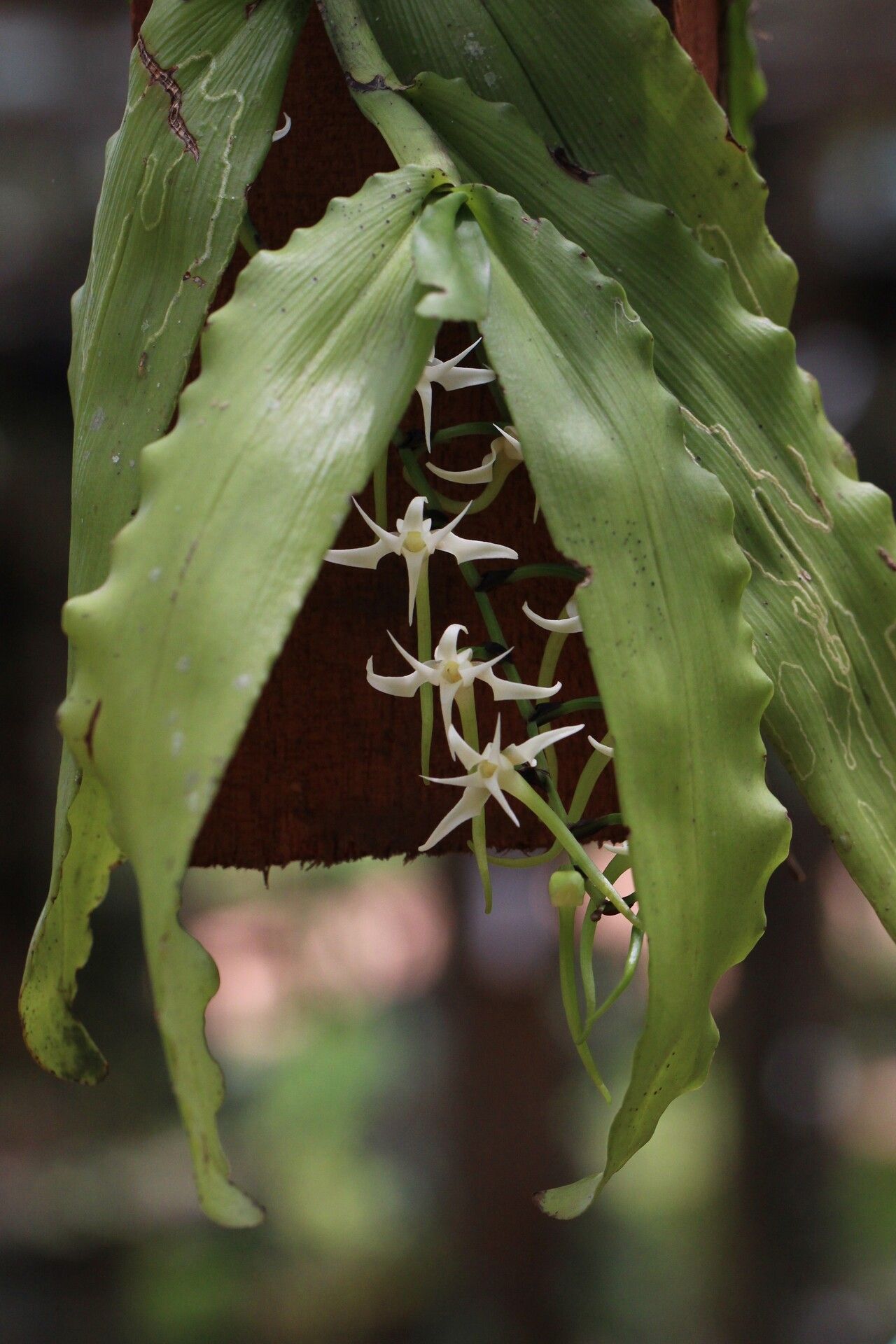 Cyrtorchis monteiroae — houseplant care guide