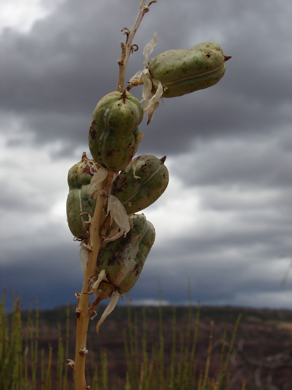 Yucca angustissima fruit