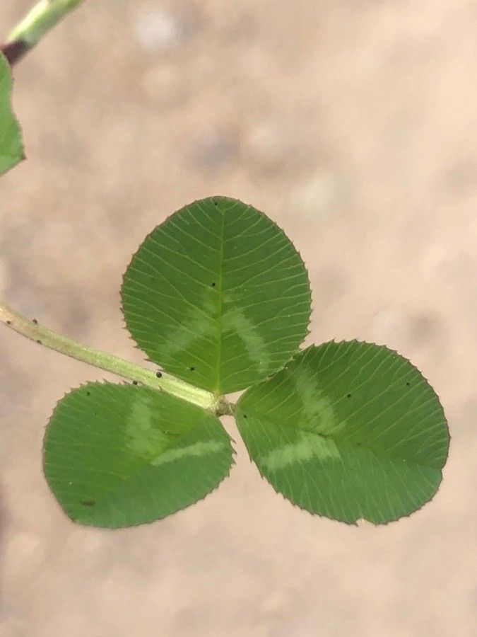 Trifolium nigrescens