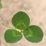 Trifolium nigrescens