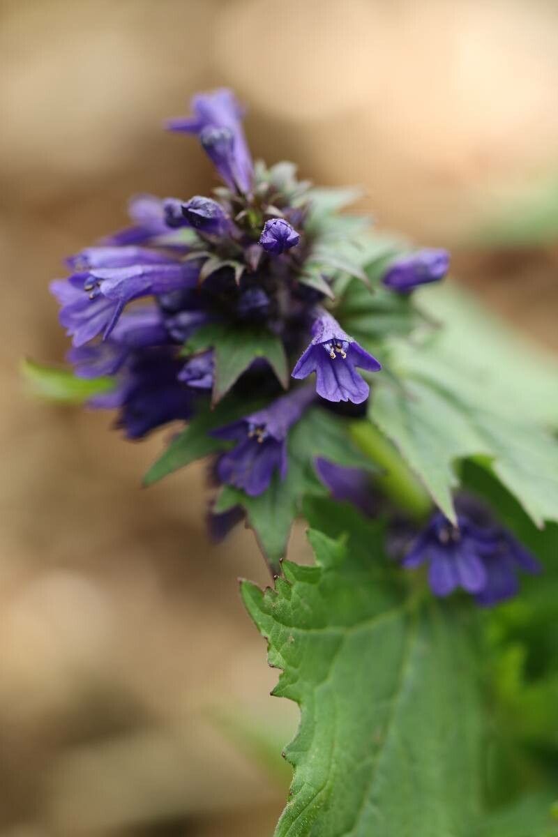 Ajuga incisa — search result for 'Ajuga'