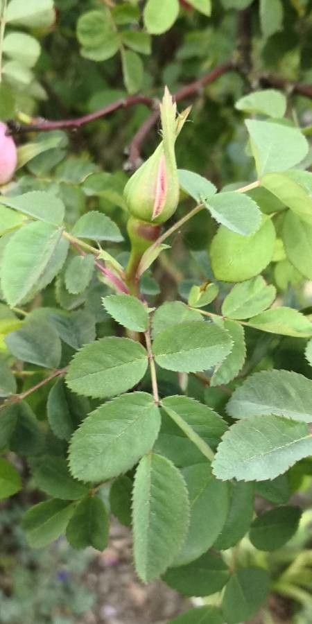 Rosa moyesii — search result for 'Geranium'