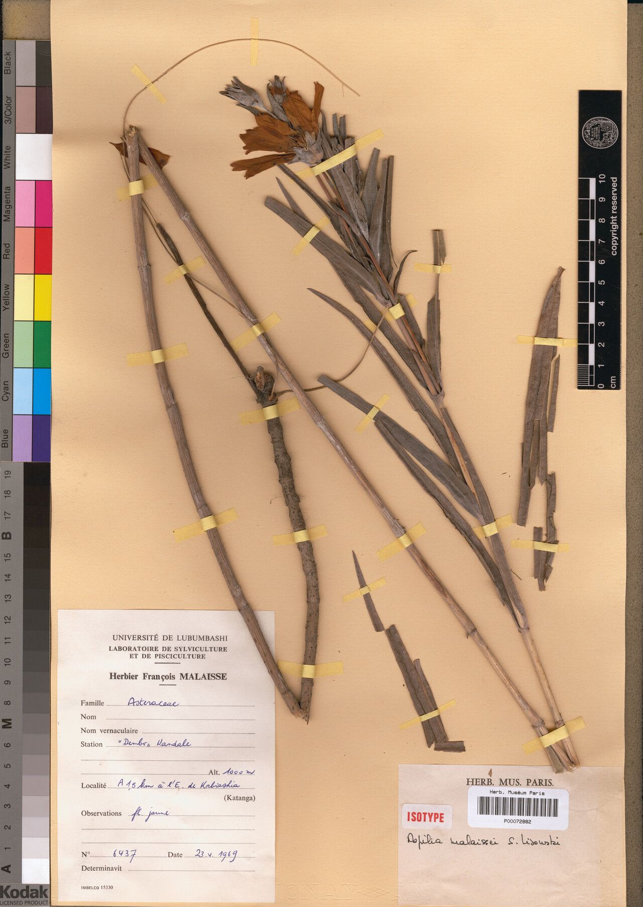 Aspilia malaissei — search result for 'Aspilia'