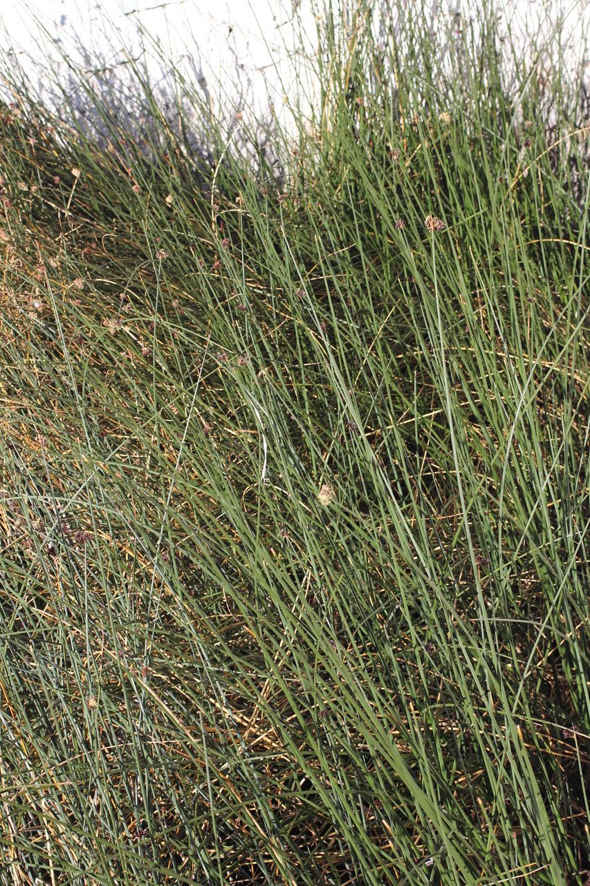 Schoenoplectus californicus habit