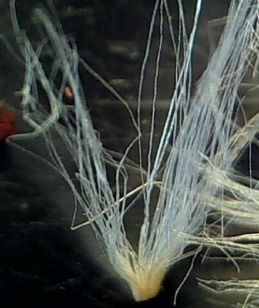 Reichardia gaditana fruit