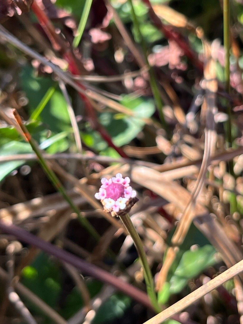 Lippia stoechadifolia flower