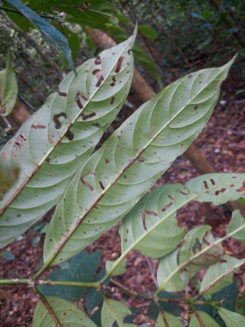 Gaertnera junghuhniana leaf