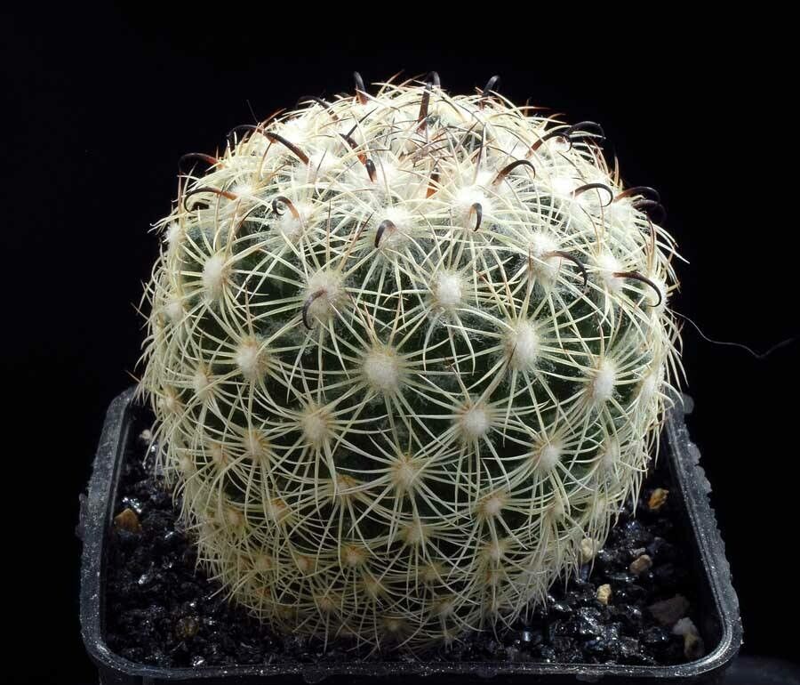 Coryphantha delicata — related species from the same genus