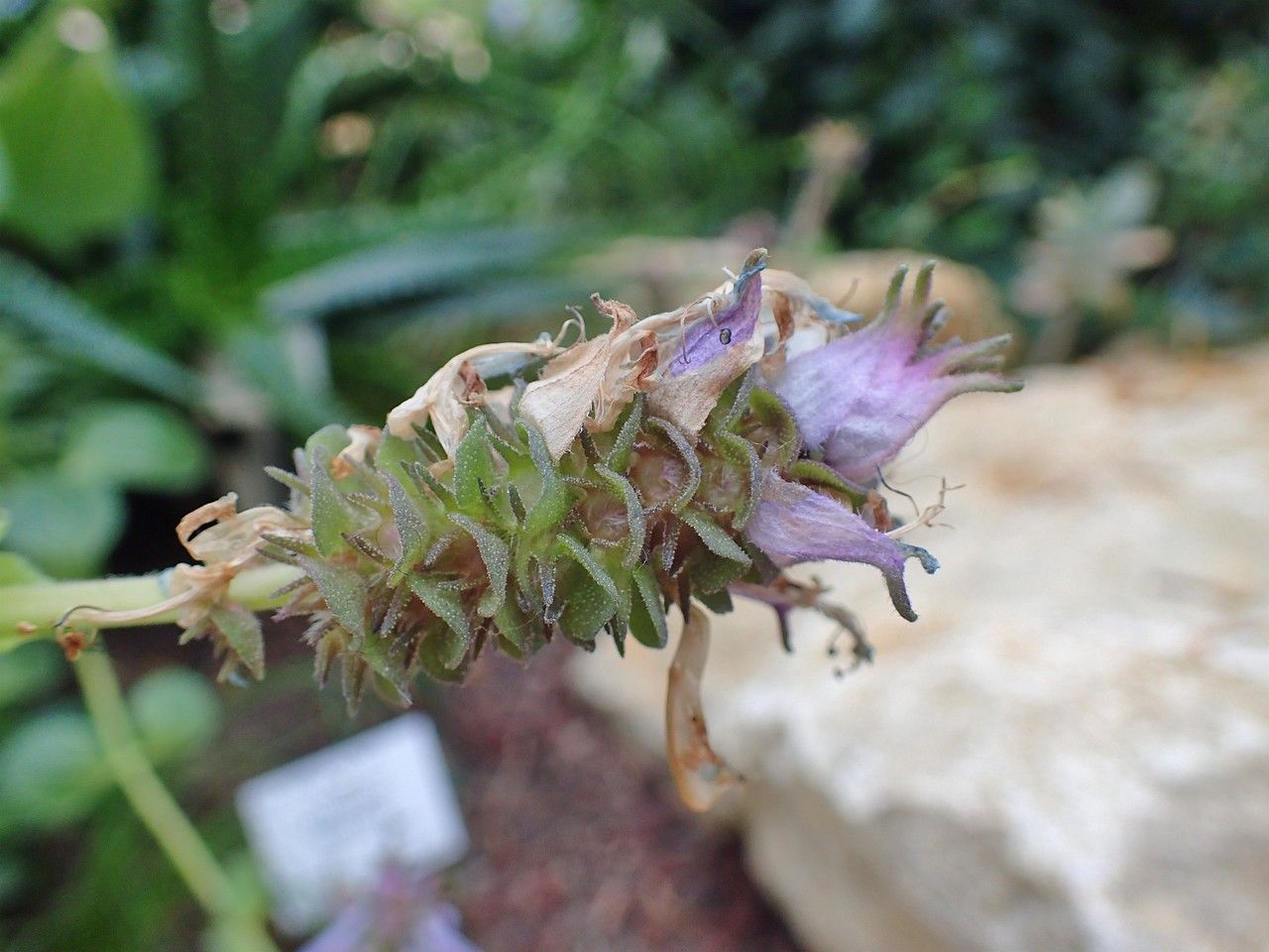 Plectranthus caninus fruit