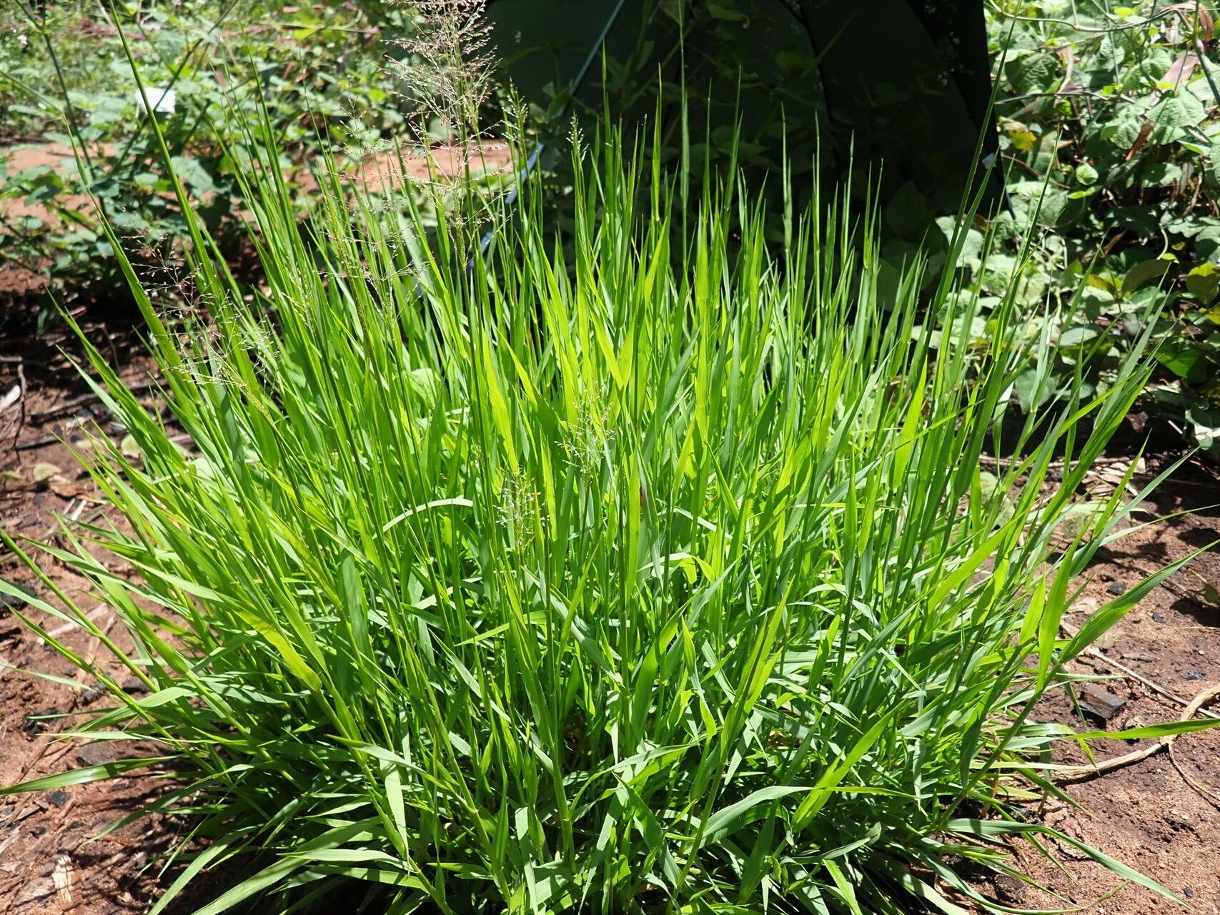 Sporobolus paniculatus habit