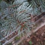 Picea pungens