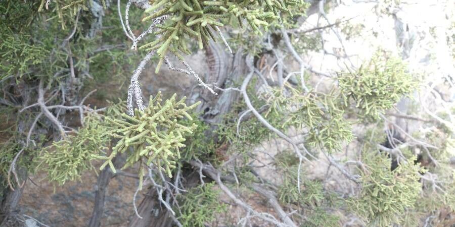 Juniperus occidentalis leaf