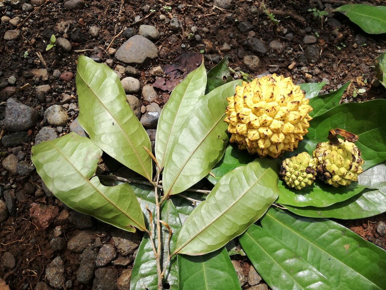 Duguetia panamensis fruit