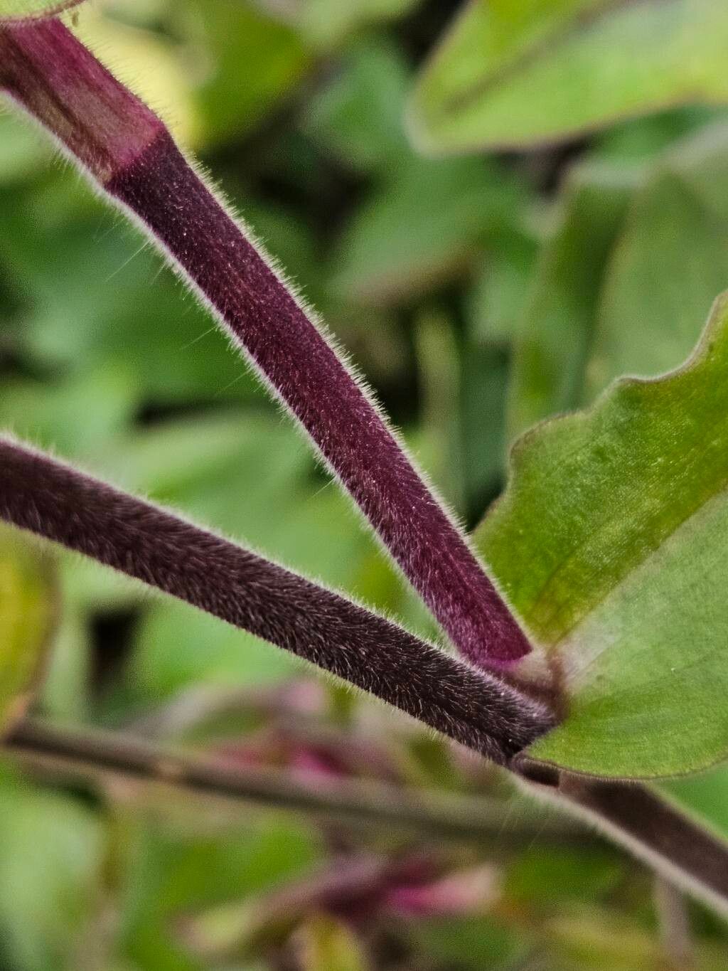 Tradescantia standleyi bark