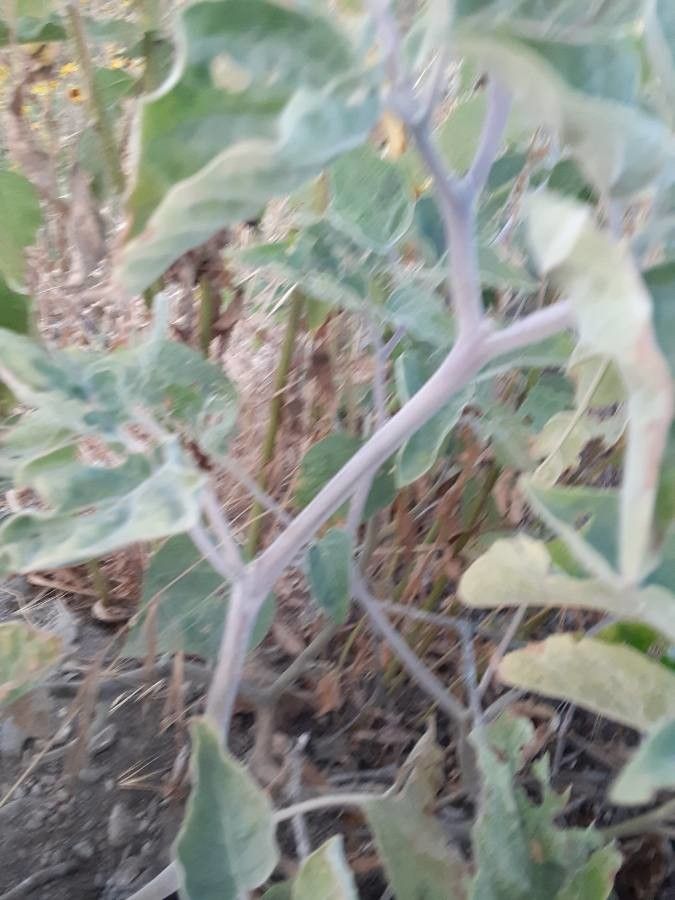 Calystegia collina bark