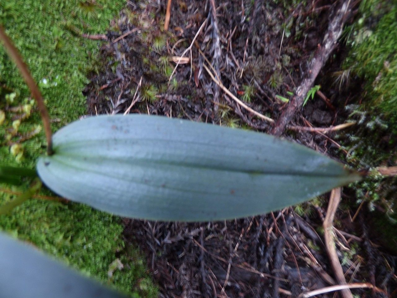 Cynorkis boryana other