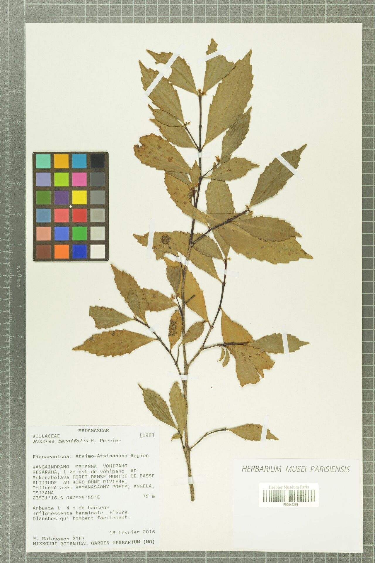 Rinorea ternifolia — houseplant care guide