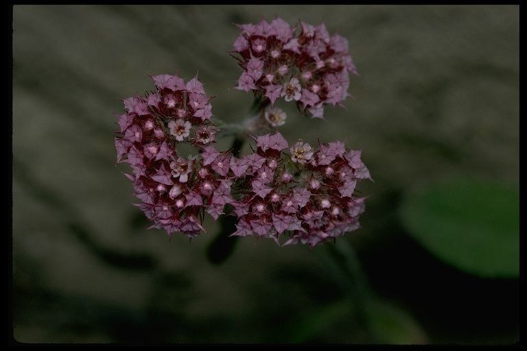 Chorizanthe douglasii — houseplant care guide