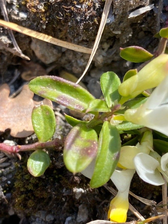 Polygala chamaebuxus — search result for 'Polygala'