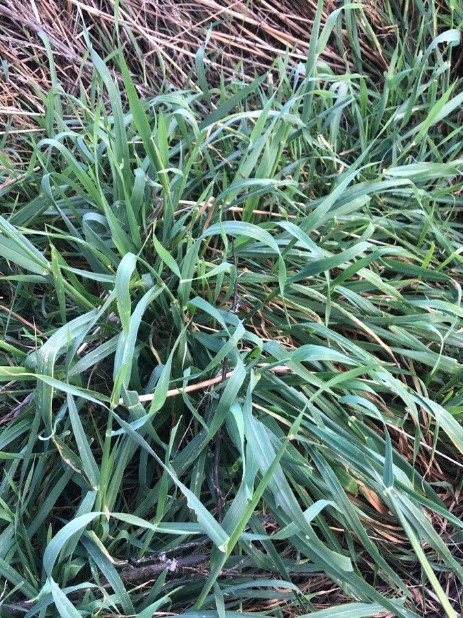 Avena sterilis — search result for 'Avena'