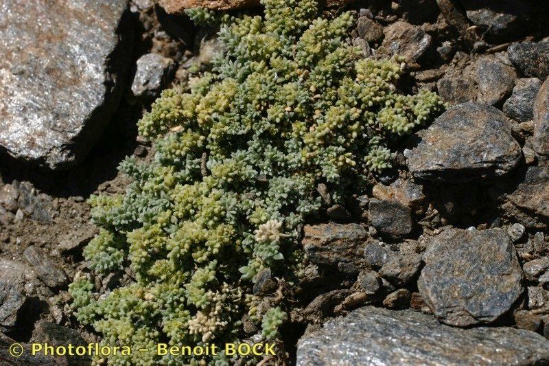 Herniaria boissieri habit