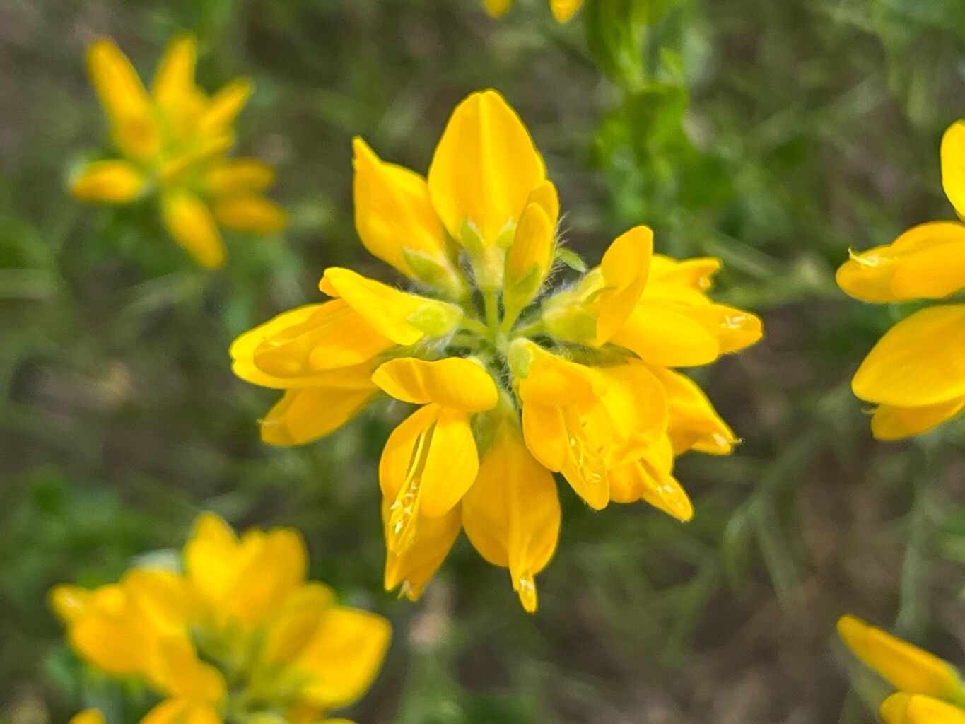 Genista sylvestris flower