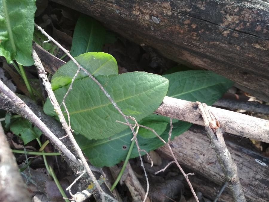 Ochna natalitia — search result for 'Ochnaceae'