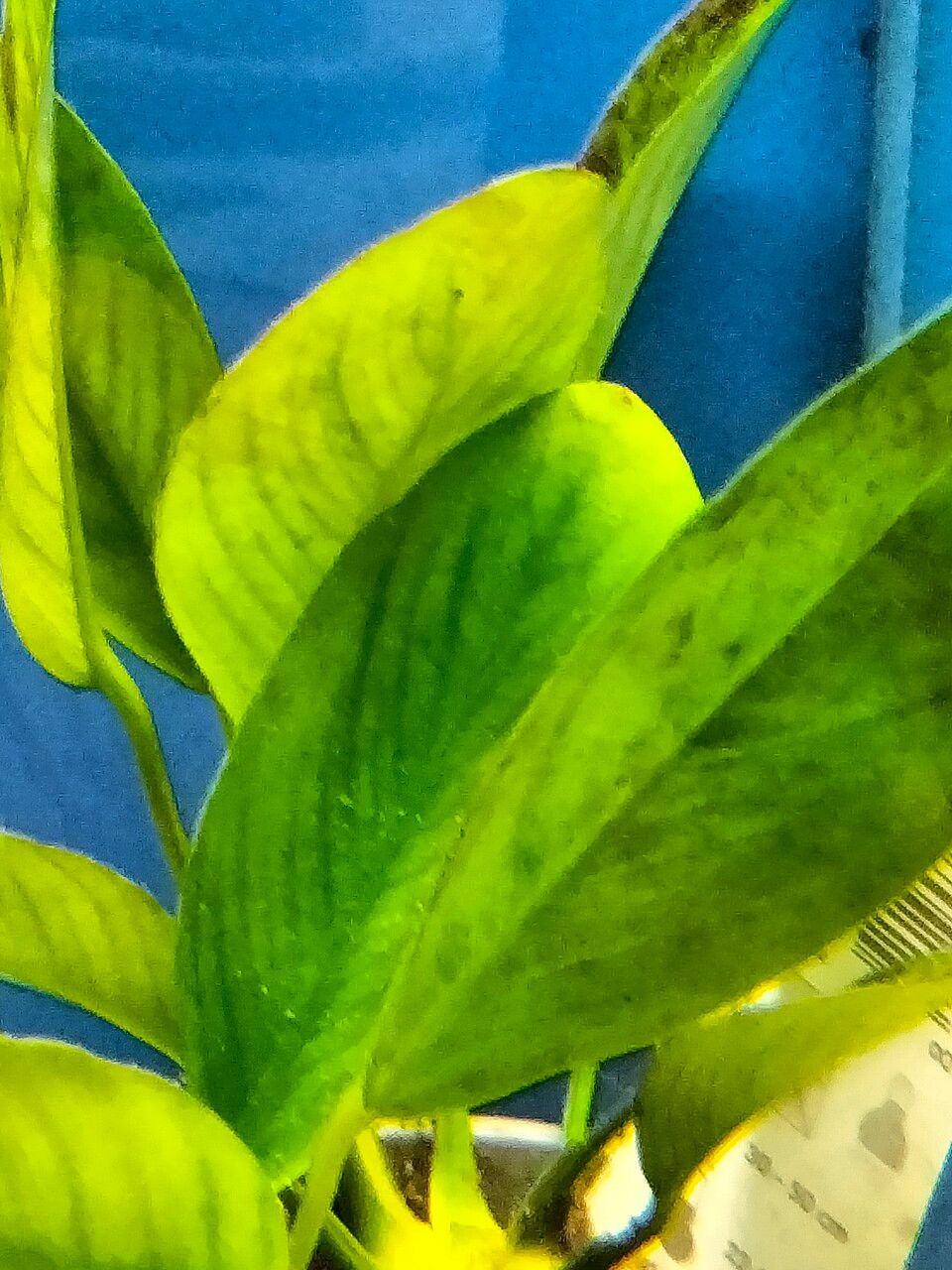 Anubias heterophylla leaf