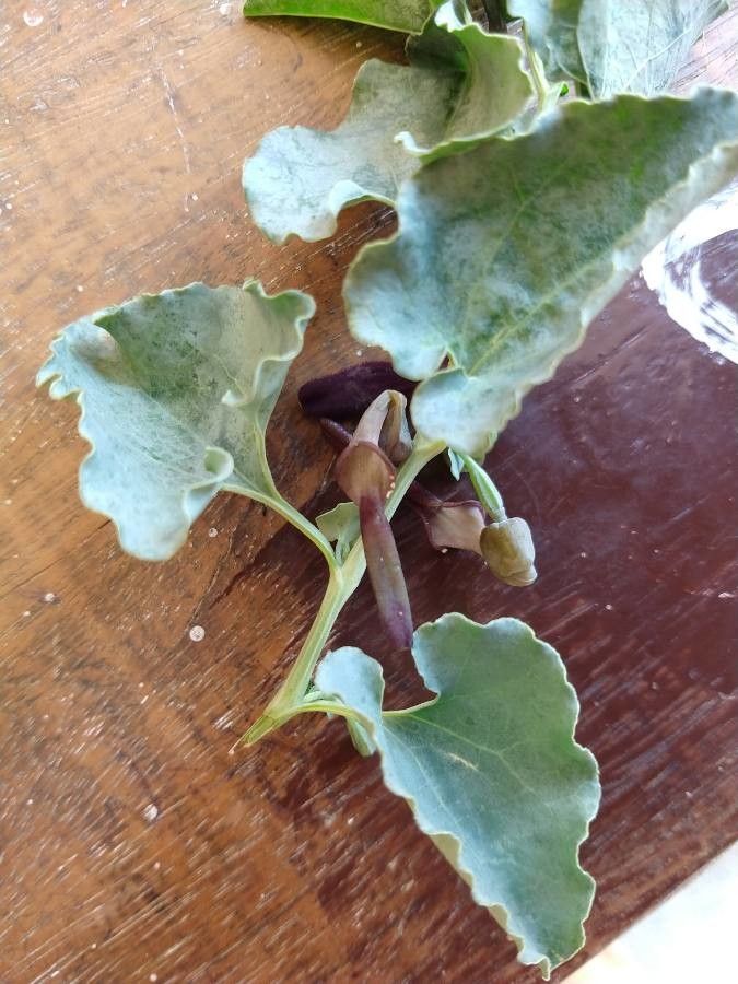 Aristolochia bracteolata flower