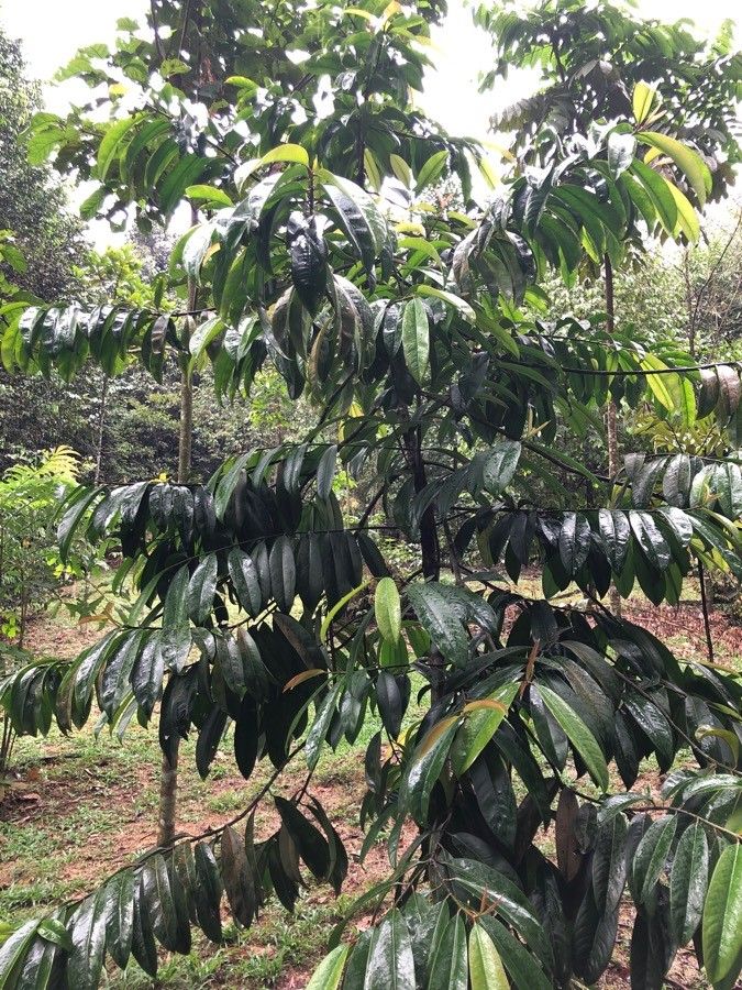 Garcinia atroviridis habit