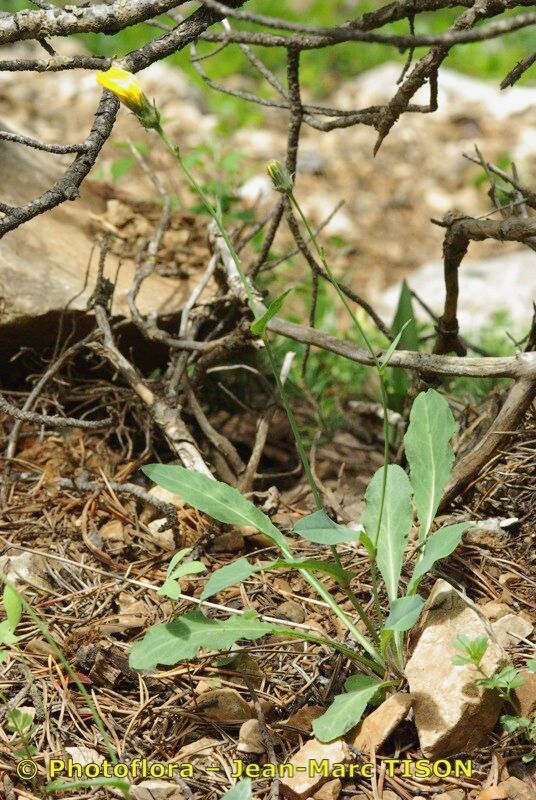 Hieracium hastile habit